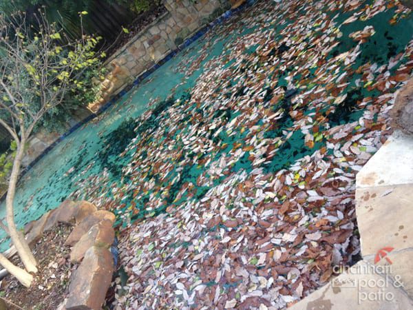 leaves in pool